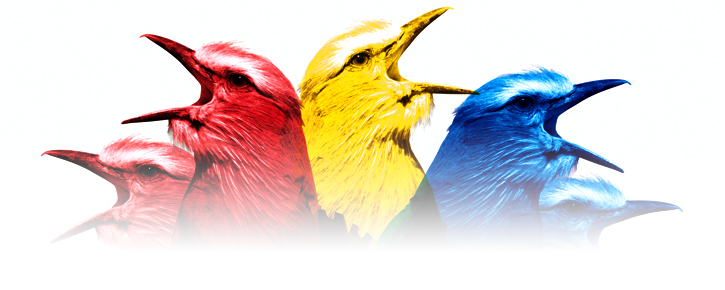 birds_header