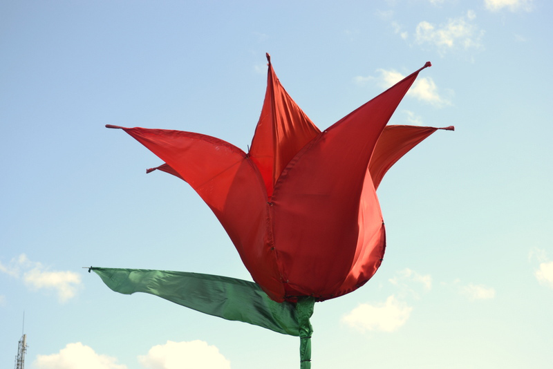 forbidden-fruit-flower