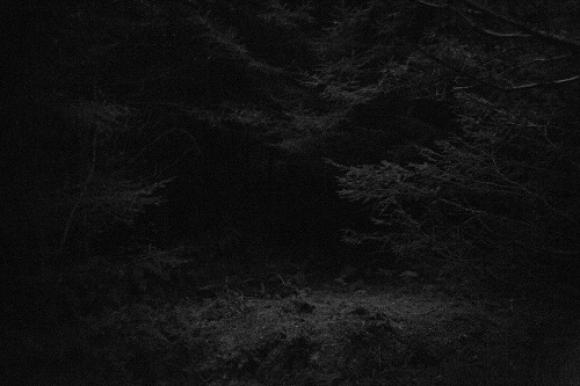 larger-Paul-GaffneyStray1-Jpeg