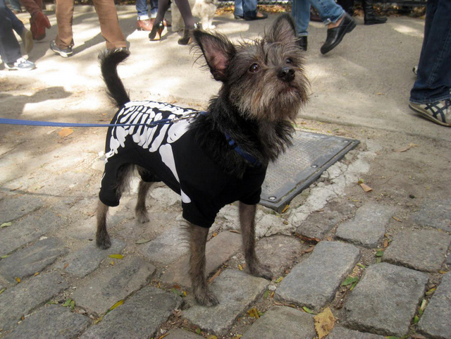 DoggieDosomemore-001