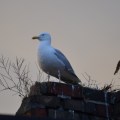 Seagull – Rooftop
